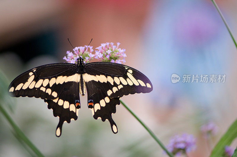 巨燕尾 (Papilio cresphontes)